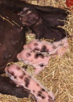 /album/teacup-pigs/pixies-babies-drinking-214x300-jpg/